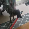 swippy67