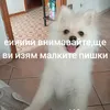 tanyoyordanov1