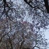 asiri_444