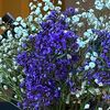 fleurrr55