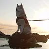steppen.husky.uillis