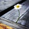 usert1316yfcl6
