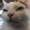 archiecaberte3