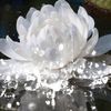 florlicea
