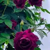 al_hanof90