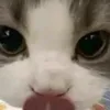 tinek091