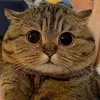 dougnutttt