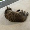 zxcat4545