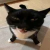 dayyisg