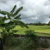 kaopanpanpan