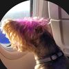 dogmommy02