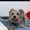 ralph_schnauzer