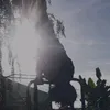calisth15