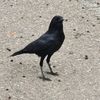 maraloudus