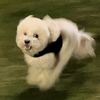codatheminitoypoodle
