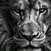 lion_obl1rate_everything