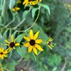 floridaflower113