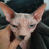 botoxsphynx