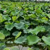 yenbinh941