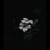 ayesha4016