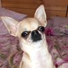 flexi_pet
