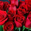 ho.minh.quy7