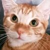 gingercatsarecrazy