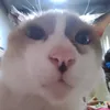 aaaarvicx
