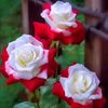user40827420156121