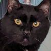 tabbyforgee