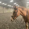 darcy_equestrian1
