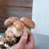 mmfarminsree