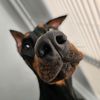 whiskey.the.doberman