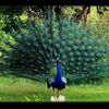 peacockmerak