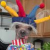 misterchihuahua