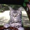 toonces666