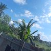 mas_budong