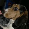 ichigotheweinerdog