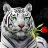 umersaleem196