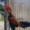 sumberarto_farm