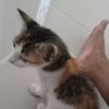 dudusikucing