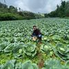 predatorcabbage