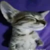 taylorswiftjetfuel