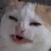 doootscoot