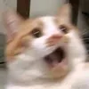 chzauu_rio