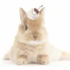awoxa_