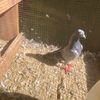 kabulpigeon7