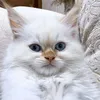 parydosky