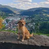 fee_labradoodel