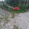 irysyk1